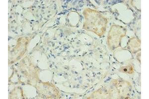 Immunohistochemistry of paraffin-embedded human kidney tissue using ABIN7159947 at dilution of 1:100 (RPUSD4 抗体  (AA 41-240))