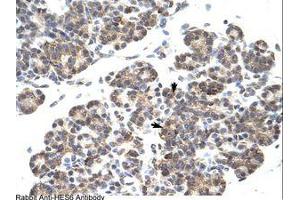Image no. 1 for anti-Hairy and Enhancer of Split 6 (HES6) (C-Term) antibody (ABIN202083) (HES6 抗体  (C-Term))