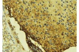ABIN6276681 at 1/100 staining Mouse liver tissue by IHC-P. (Coagulation Factor X 抗体  (C-Term))