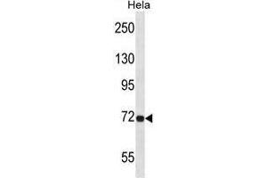 TCF12 Antibody (N-term) western blot analysis in Hela cell line lysates (35ug/lane). (TCF12 抗体  (N-Term))