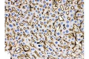 Immunohistochemistry (IHC) image for anti-Solute Carrier Family 10 (Sodium/bile Acid Cotransporter Family), Member 1 (SLC10A1) (AA 296-336), (C-Term) antibody (ABIN3043337)