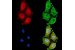 ABIN6263368 and ABIN6279540 staining  cells by IF/ICC. (MRPL33 抗体  (Internal Region))