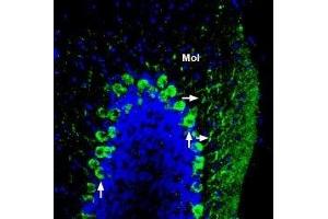 Expression of ADAM22 in mouse cerebellum - Immunohistochemical staining of perfusion-fixed frozen mouse brain sections using Anti-ADAM22 (extracellular) Antibody (ABIN7042881, ABIN7044724 and ABIN7044725), (1:200), followed by goat-anti-rabbit-AlexaFluor-488 secondary antibody. (ADAM22 抗体  (Extracellular, N-Term))