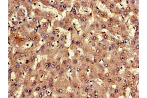 Immunohistochemistry of paraffin-embedded human liver tissue using ABIN7152309 at dilution of 1:100 (EXT2 抗体  (AA 180-267))