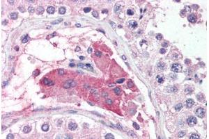 Human Testis (formalin-fixed, paraffin-embedded) stained with POU5F1 antibody ABIN625854 at 5 ug/ml followed by biotinylated goat anti-rabbit IgG secondary antibody ABIN481713, alkaline phosphatase-streptavidin and chromogen. (OCT4 抗体  (AA 114-163))