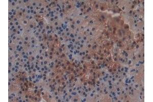 Immunohistochemistry (IHC) image for anti-Glutathione S-Transferase theta 2 (GSTT2) (AA 16-242) antibody (ABIN7432199)