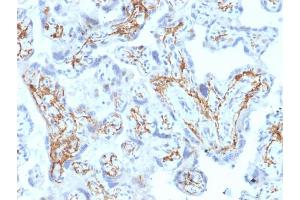 Formalin-fixed, paraffin-embedded human Placenta stained with GSTM1 Mouse Monoclonal Antibody (GSTMu1-3).