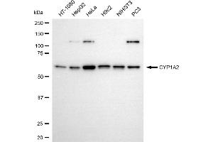 Western blotting analysis using CYP1A2 antibody (ABIN7798250).