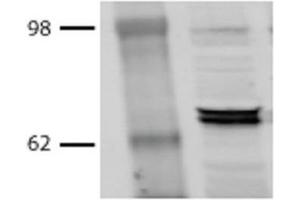 Western Blot analysis of Bovine MDBK cell lysates showing detection of Hsp70 protein using Mouse Anti-Hsp70 Monoclonal Antibody, Clone BB70 . (HSP70/HSC70 抗体  (HRP))