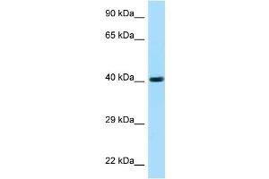 WB Suggested Anti-FUT3 AntibodyTitration: 1. (FUT3 抗体  (C-Term))