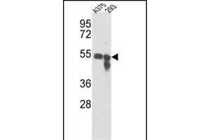 Western blot analysis of Tyrosinase Antibody (Center) (ABIN391521 and ABIN2841481) in , 293 cell line lysates (35 μg/lane). (TYR 抗体  (AA 176-205))