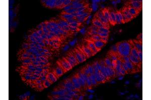 Immunofluorescence (IF) image for anti-rho Guanine Nucleotide Exchange Factor (GEF) 5 (ARHGEF5) (AA 600-650) antibody (ABIN7448930) (ARHGEF5 抗体  (AA 600-650))