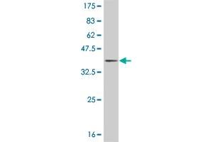Western Blot detection against Immunogen (35. (JAG2 抗体  (AA 121-210))
