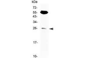 Western blot testing of mouse NIH3T3 cell lysate with CTLA-4 antibody at 0. (CTLA4 抗体)