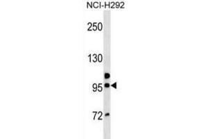 Western Blotting (WB) image for anti-Golgin A6 Family, Member B (GOLGA6B) antibody (ABIN3000645) (GOLGA6B 抗体)