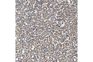 IHC analysis of SEC23IP using anti-SEC23IP antibody (ABIN7601222).