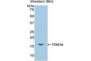 Western Blotting (WB) image for anti-Oncomodulin (OCM) (AA 1-109) antibody (ABIN1860095) (Oncomodulin 抗体  (AA 1-109))