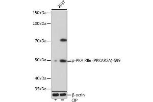Western blot analysis of extracts of 293T cells, using Phospho-PKA RIIα (PRKA)-S99 Rabbit mAb (ABIN7269661) at 1:1000 dilution. (PRKAR2A 抗体  (pSer99))