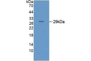 Figure. (RND1 抗体  (AA 1-229))