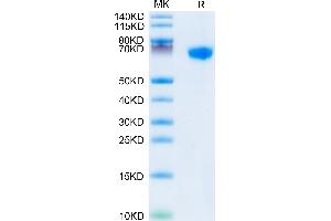 Rhesus macaque LILRB1 on Tris-Bis PAGE under reduced condition.