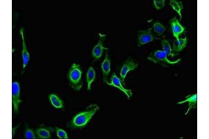 Immunofluorescent analysis of Hela cells using ABIN7162668 at dilution of 1:100 and Alexa Fluor 488-congugated AffiniPure Goat Anti-Rabbit IgG(H+L) (PARD6G 抗体  (AA 249-326))