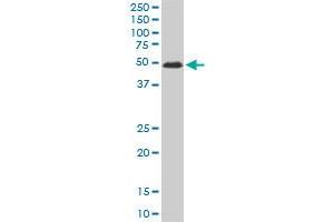 ZNF622 monoclonal antibody (M02), clone 3C5. (ZNF622 抗体  (AA 1-100))