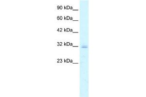 WB Suggested Anti-CLDN15 Antibody Titration:  5. (Claudin 15 抗体  (C-Term))