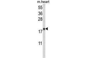 Western blot analysis of NPPA Antibody (N-term) in mouse heart tissue lysates (35ug/lane). (NPPA 抗体  (N-Term))