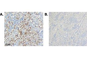 Immunohistochemical staining of CTRP6 using anti-CTRP6 (human), mAb (256-E)  in human tissue. (CTRP6 抗体  (Globular Domain, Globular Domain-less))