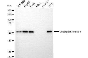 Western blotting analysis using checkpoint kinase 1 antibody (ABIN7798036). (Recombinant CHEK1 抗体)