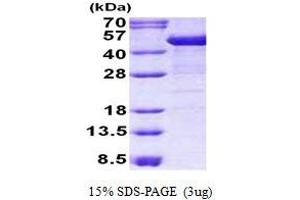 Image no. 1 for Keratin 19 (KRT19) protein (His tag) (ABIN1098759)