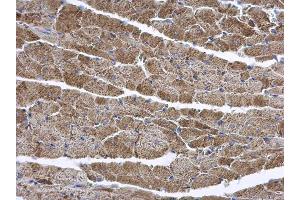 IHC-P Image ENTPD6 antibody [N1C1] detects ENTPD6 protein at cytoplasm on mouse heart by immunohistochemical analysis.