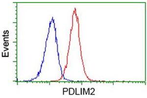 Flow cytometric Analysis of Jurkat cells, using anti-PDLIM2 antibody (ABIN2454554), (Red), compared to a nonspecific negative control antibody, (Blue). (PDLIM2 抗体)