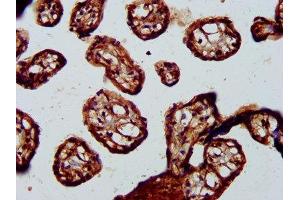 IHC image of ABIN7145788 diluted at 1:200 and staining in paraffin-embedded human placenta tissue performed on a Leica BondTM system. (BRE 抗体  (AA 94-383))