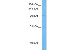 Host:  Mouse  Target Name:  RFX1  Sample Tissue:  Mouse Pancreas  Antibody Dilution:  1ug/ml (RFX1 抗体  (C-Term))