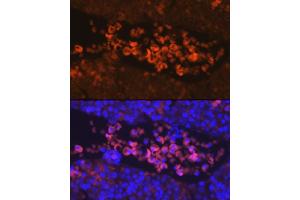 Immunofluorescence analysis of Mouse fetal using EPOR Rabbit pAb (ABIN3016975, ABIN3016976, ABIN1679740, ABIN1679741 and ABIN6219913) at dilution of 1:100. (EPOR 抗体  (AA 274-508))