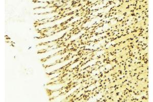ABIN6274374 at 1/100 staining Human gastric tissue by IHC-P. (TSC22D1 抗体  (C-Term))