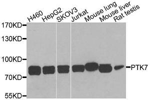 Western blot analysis of extracts of various cell lines, using PTK7 antibody (ABIN6003571) at 1/1000 dilution. (PTK7 抗体)