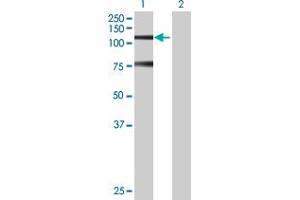 Western Blot analysis of SNRK expression in transfected 293T cell line by SNRK MaxPab polyclonal antibody. (SNRK 抗体  (AA 1-765))
