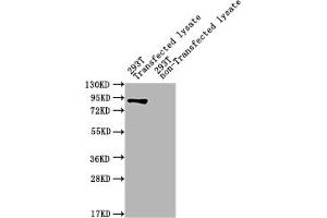 Western Blot Positive WB detected in: ureB 293T Transfected lysate, 293T non-Transfected lysate All lanes: ureB antibody at 1:2000 Secondary Goat polyclonal to rabbit IgG at 1/50000 dilution Predicted band size: 90 kDa Observed band size: 90 kDa (UreB (AA 1-569) 抗体)
