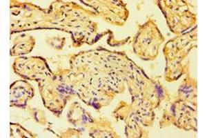 Immunohistochemistry of paraffin-embedded human placenta tissue using ABIN7154836 at dilution of 1:100 (C14orf94 抗体  (AA 1-363))
