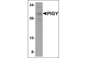 Western blot analysis of PIG-Y in A-20 cell lysate with this product at 2 μg/ml. (PIGY 抗体  (C-Term))