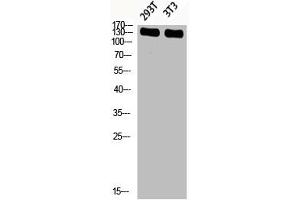 Western blot analysis of 293T 3T3 lysis using Phospho-IRS-1 (S636) antibody.