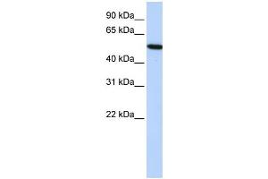 Western Blotting (WB) image for anti-Histidine-Rich Glycoprotein (HRG) antibody (ABIN2458582) (HRG 抗体)