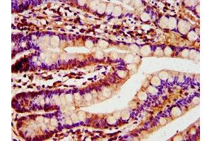 IHC image of ABIN7172046 diluted at 1:400 and staining in paraffin-embedded human small intestine tissue performed on a Leica BondTM system. (TST 抗体  (AA 2-297))