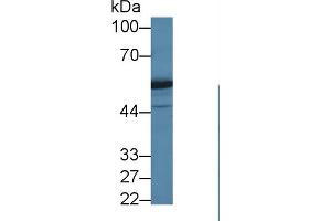 Western Blot; Sample: Human Jurkat cell lysate; Primary Ab: 1µg/ml Rabbit Anti-Human DARS Antibody Second Ab: 0. (DARS 抗体  (AA 363-501))