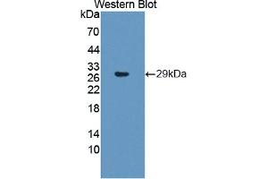 Western Blotting (WB) image for anti-Proteasome (Prosome, Macropain) Subunit, beta Type, 6 (PSMB6) (AA 2-239) antibody (ABIN7436234)