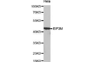 Western Blotting (WB) image for anti-Eukaryotic Translation Initiation Factor 3, Subunit M (EIF3M) antibody (ABIN1872494) (Eukaryotic Translation Initiation Factor 3, Subunit M (EIF3M) 抗体)