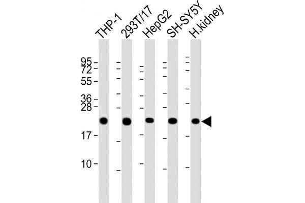 Glutathione Peroxidase 1 抗体  (C-Term)