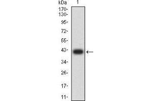 Western blot analysis using HAS1 mAb against human HAS1 (AA: 74-399) recombinant protein. (HAS1 抗体  (AA 74-399))